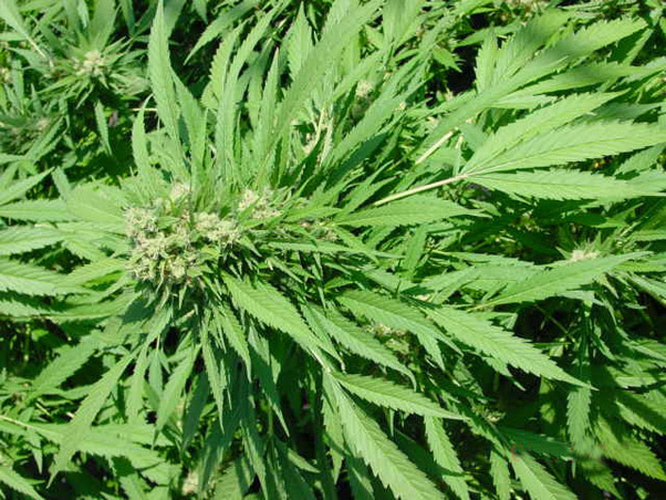 Mr. Nice Seeds - Critical Mass (reg.)