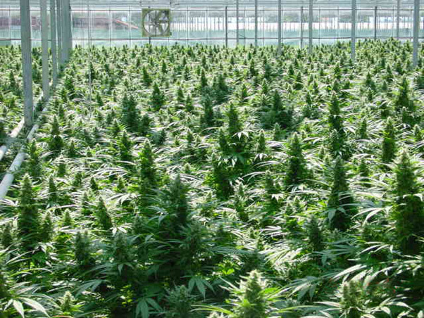 Mr. Nice Seeds - Critical Mass (reg.)