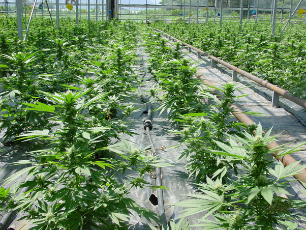 Mr. Nice Seeds - Critical Mass (reg.)