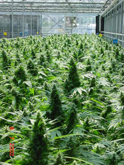 Mr. Nice Seeds - Critical Mass (reg.)
