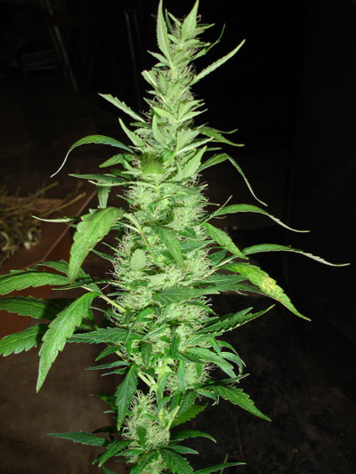 Mr. Nice Seeds - Critical Mass (reg.)