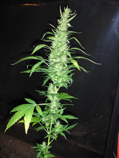 Mr. Nice Seeds - Critical Mass (reg.)