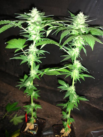 Mr. Nice Seeds - Critical Mass (reg.)