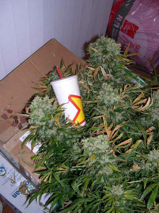 Mr. Nice Seeds - Critical Mass (reg.)