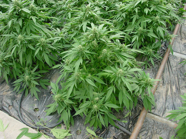 Mr. Nice Seeds - Critical Mass (reg.)