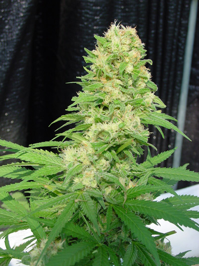 Mr. Nice Seeds - Critical Mass (reg.)