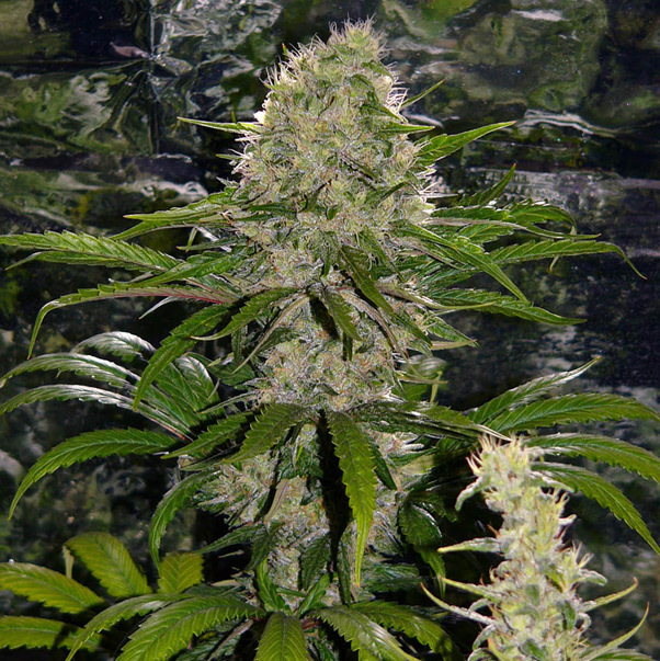 Mr. Nice Seeds - Critical Mass (reg.)