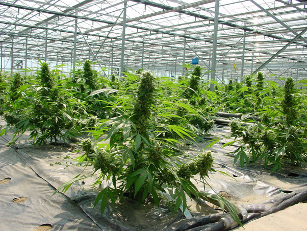 Mr. Nice Seeds - Critical Mass (reg.)