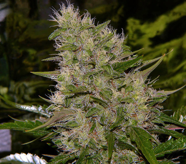 Mr. Nice Seeds - Critical Mass (reg.)