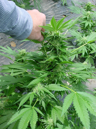Mr. Nice Seeds - Critical Mass (reg.)