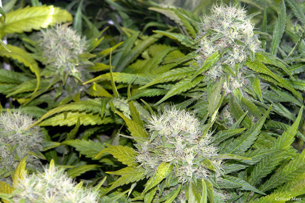Mr. Nice Seeds - Critical Mass (reg.)