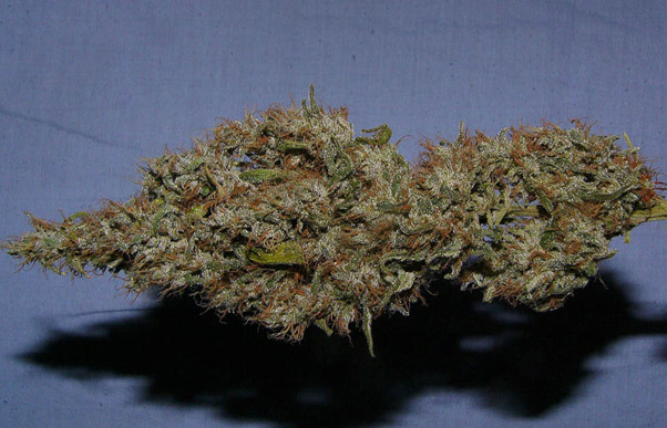 Mr. Nice Seeds - Critical Mass (reg.)