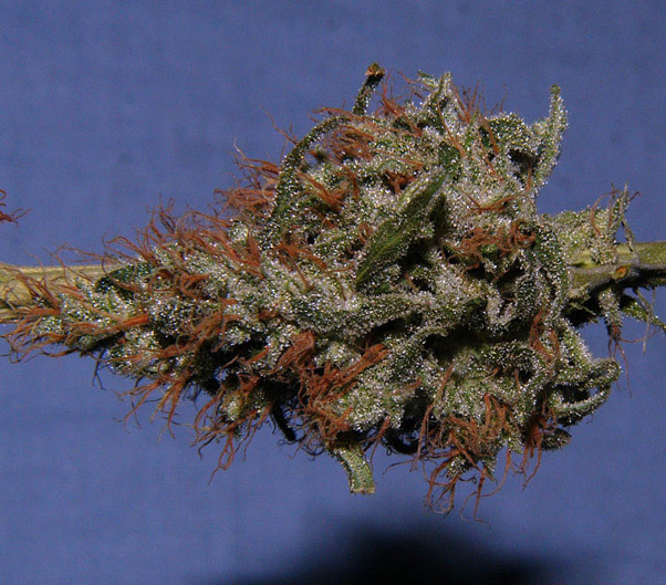 Mr. Nice Seeds - Critical Mass (reg.)