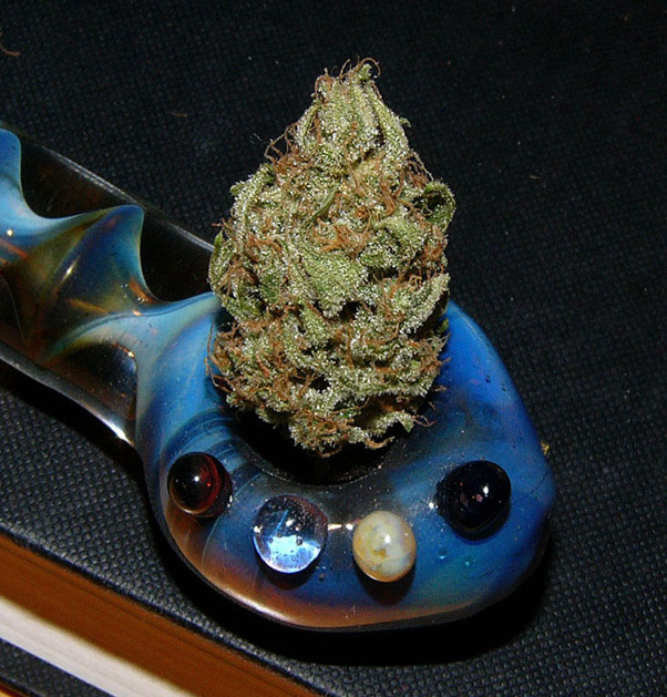 Mr. Nice Seeds - Critical Mass (reg.)