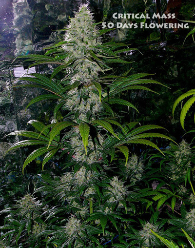Mr. Nice Seeds - Critical Mass (reg.)