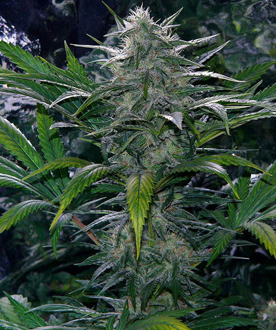 Mr. Nice Seeds - Critical Mass (reg.)
