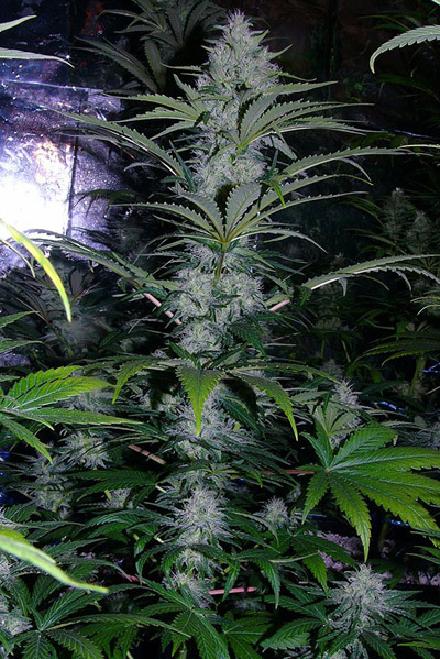 Mr. Nice Seeds - Critical Mass (reg.)