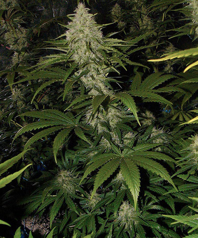 Mr. Nice Seeds - Critical Mass (reg.)