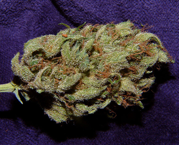 Mr. Nice Seeds - Critical Mass (reg.)