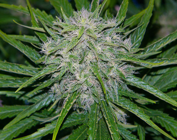 Mr. Nice Seeds - Critical Mass (reg.)