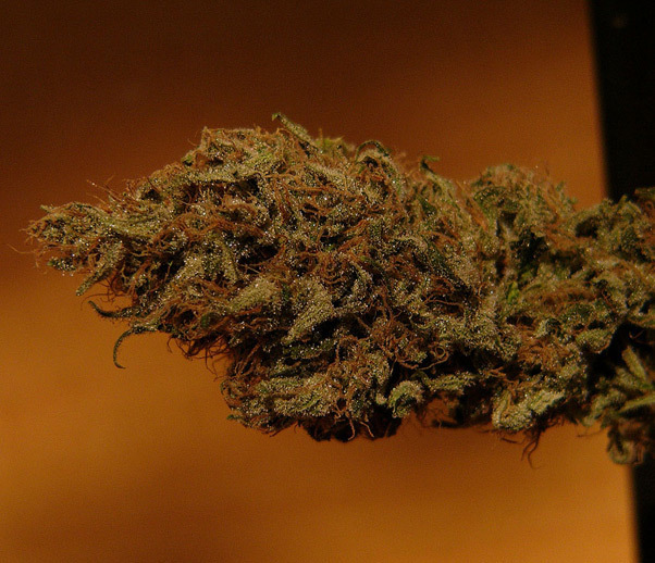 Mr. Nice Seeds - Critical Mass (reg.)