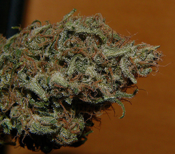 Mr. Nice Seeds - Critical Mass (reg.)