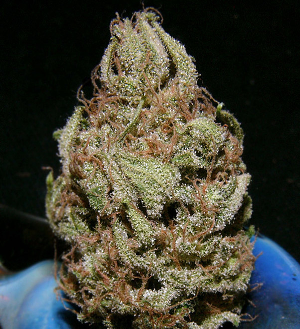 Mr. Nice Seeds - Critical Mass (reg.)