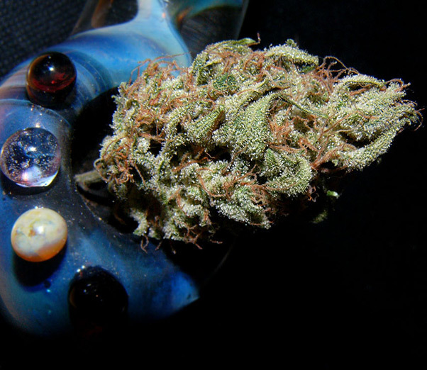 Mr. Nice Seeds - Critical Mass (reg.)