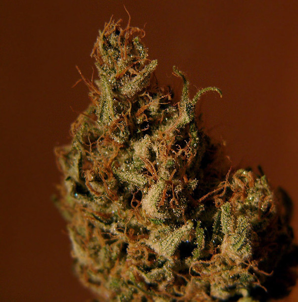 Mr. Nice Seeds - Critical Mass (reg.)