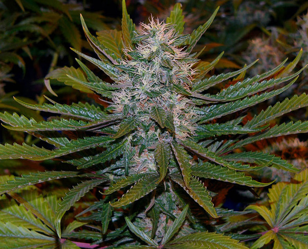 Mr. Nice Seeds - Critical Mass (reg.)