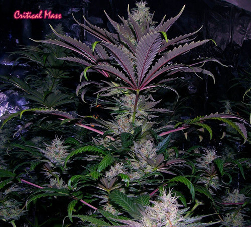 Mr. Nice Seeds - Critical Mass (reg.)
