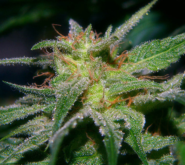 Mr. Nice Seeds - Critical Mass (reg.)