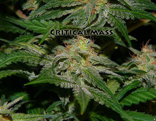 Mr. Nice Seeds - Critical Mass (reg.)