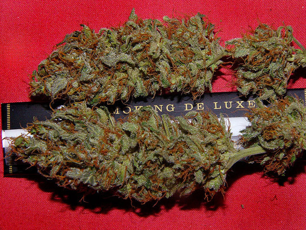 Mr. Nice Seeds - Critical Mass (reg.)