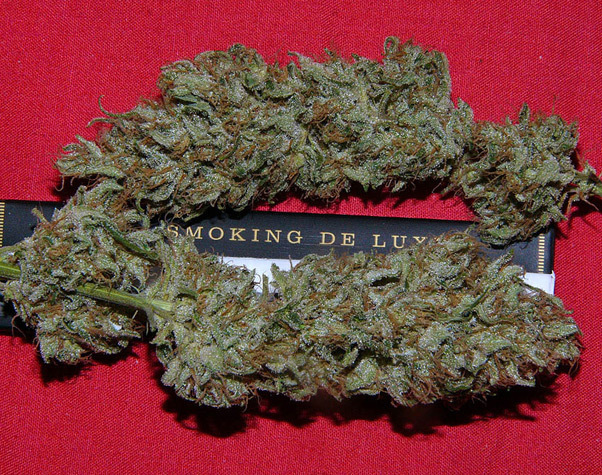 Mr. Nice Seeds - Critical Mass (reg.)