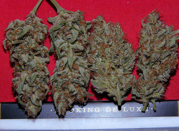 Mr. Nice Seeds - Critical Mass (reg.)
