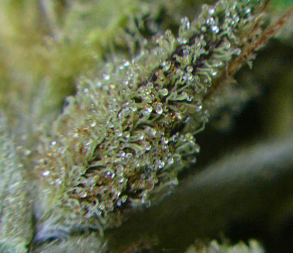 Mr. Nice Seeds - Critical Mass (reg.)