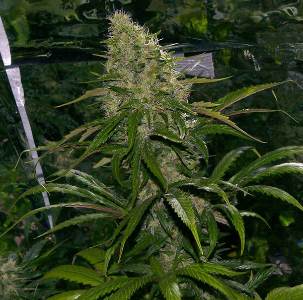 Mr. Nice Seeds - Critical Mass (reg.)