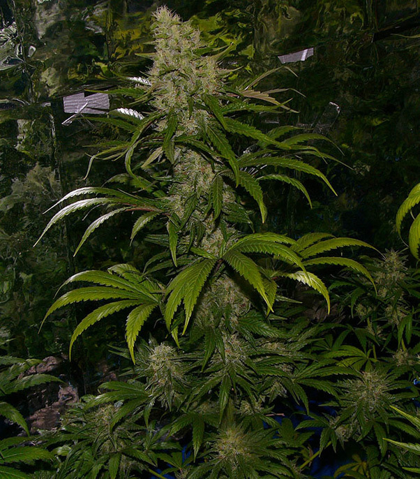 Mr. Nice Seeds - Critical Mass (reg.)