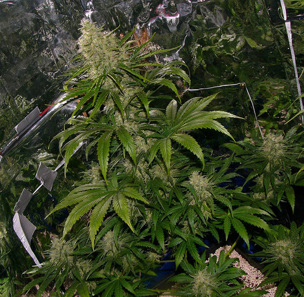 Mr. Nice Seeds - Critical Mass (reg.)