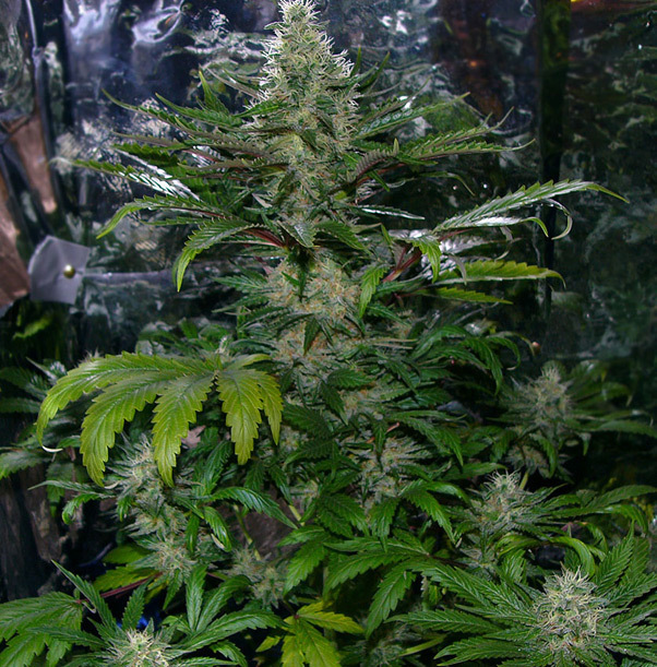 Mr. Nice Seeds - Critical Mass (reg.)