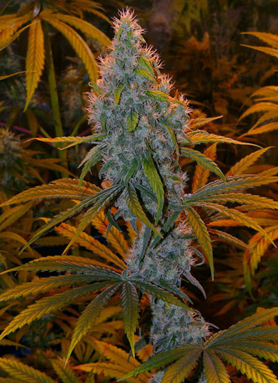 Mr. Nice Seeds - Critical Mass (reg.)