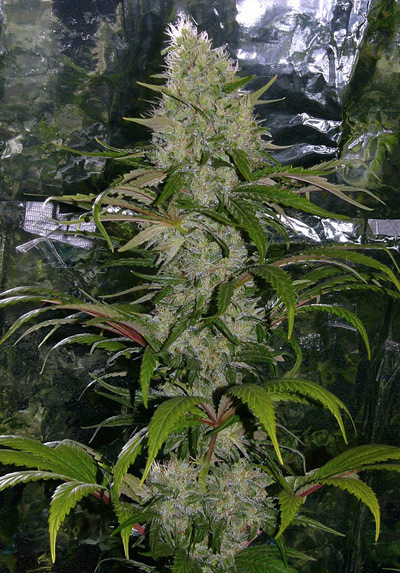 Mr. Nice Seeds - Critical Mass (reg.)