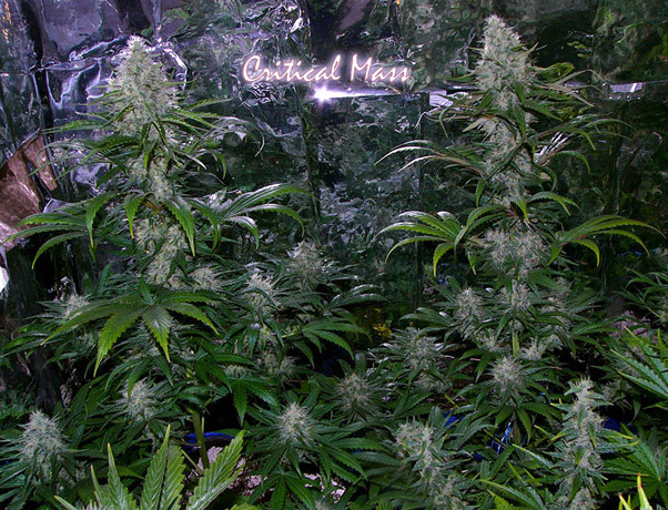 Mr. Nice Seeds - Critical Mass (reg.)