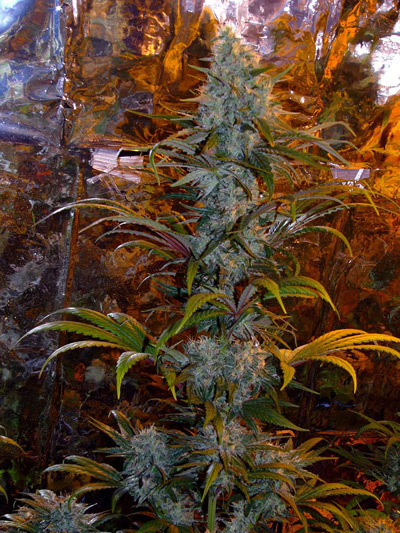 Mr. Nice Seeds - Critical Mass (reg.)