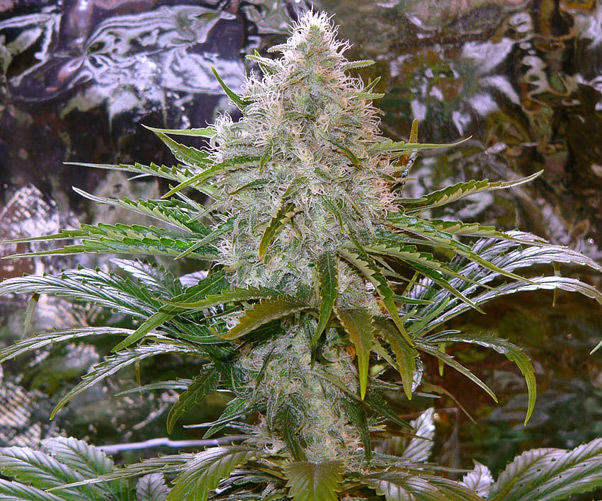 Mr. Nice Seeds - Critical Mass (reg.)