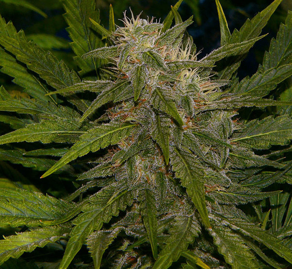 Mr. Nice Seeds - Critical Mass (reg.)