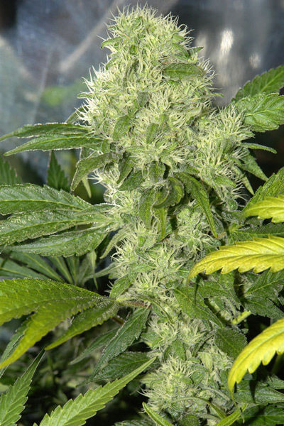 Mr. Nice Seeds - Critical Mass (reg.)