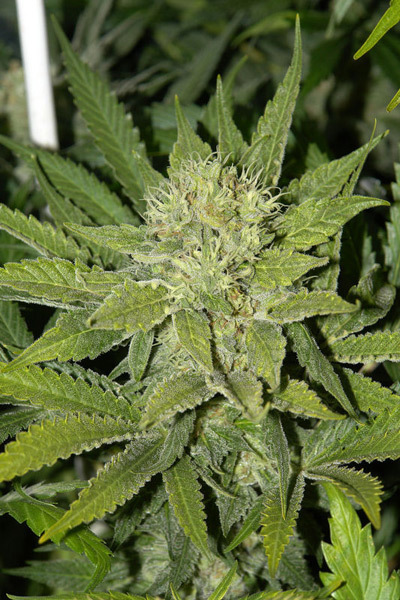 Mr. Nice Seeds - Critical Mass (reg.)