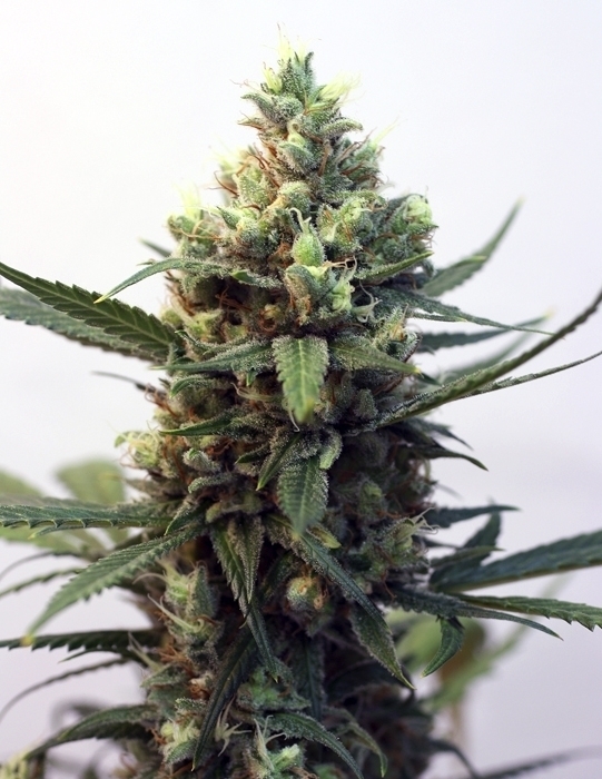 Ripper Seeds - Toxic (fem.)